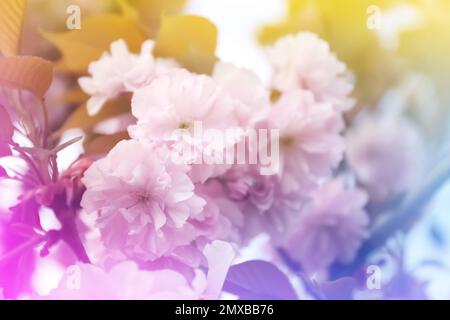 Nahaufnahme eines bunten Quellbaums im Freien Stockfoto