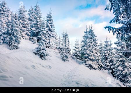 Wunderschöne Winterlandschaft. Wandern im verschneiten Wald. Herrlicher Winterblick auf den Bergwald. Malerische Morgenszene der Karpaten, Ukr Stockfoto