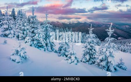 Fantastischer Sonnenaufgang in den Bergen. Frische schneebedeckte Hänge und Tannenbäume in den Karpaten, Ukraine, Europa. Skitour auf einem unberührten schneebedeckten Hügel Stockfoto