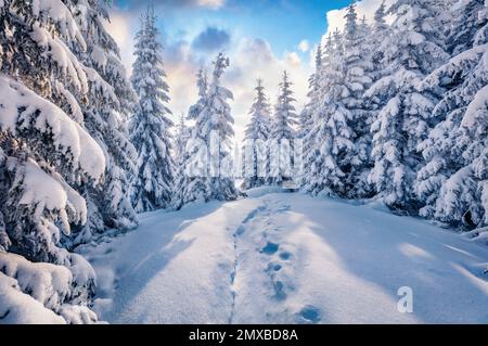 Wunderschöne Winterlandschaft. Unglaubliche Aussicht auf den Bergwald am Morgen. Sonnige Winterlandschaft der Karpaten. Ein wunderbarer Sonnenaufgang auf dem Dach Stockfoto