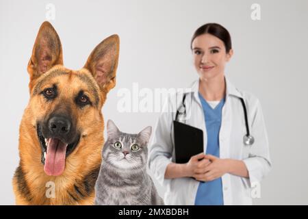 Süßer deutscher Schäferhund mit Katze und Tierarzt auf hellem Hintergrund Stockfoto