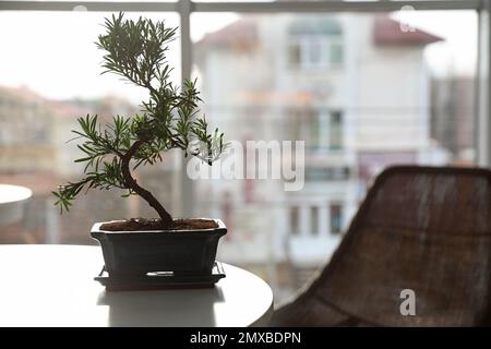 Japanische Bonsai-Pflanze auf einem hellen Tisch im Innenbereich, Platz für Text. Zen-Atmosphäre zu Hause schaffen Stockfoto