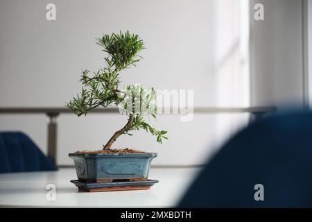 Japanische Bonsai-Pflanze auf einem hellen Tisch im Innenbereich, Platz für Text. Zen-Atmosphäre zu Hause schaffen Stockfoto
