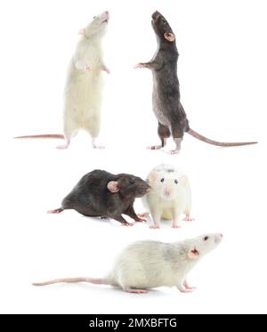 Set of cute little rats on white background Stockfoto