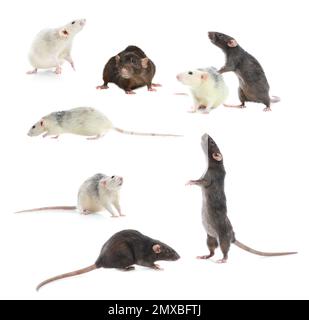 Set of cute little rats on white background Stockfoto