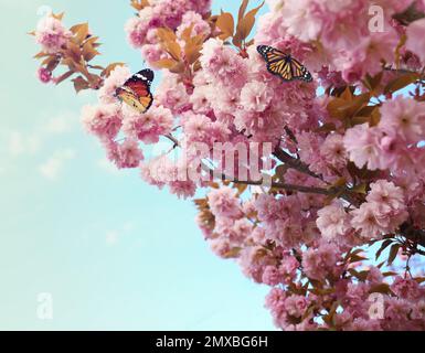 Sakurabaum mit wunderschönen Blüten und Schmetterlingen an sonnigen Tagen. Frühlingssaison Stockfoto