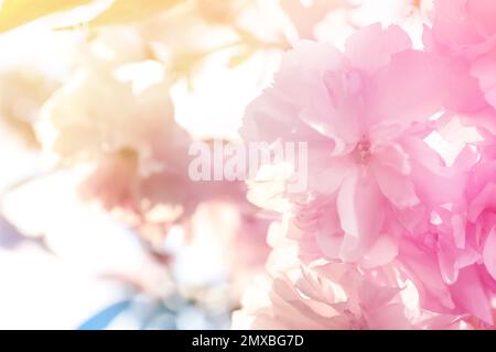 Nahaufnahme eines bunten Quellbaums im Freien Stockfoto