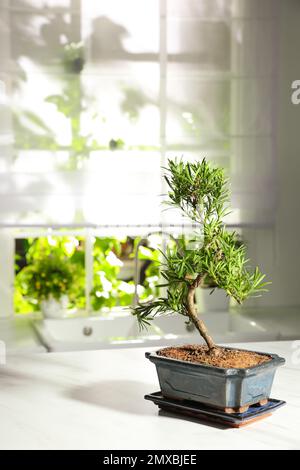 Japanische Bonsai-Pflanze auf weiem Tisch in der Kche, Platz fr Text.  Zen-Atmosphre zu Hause schaffen Stockfotografie - Alamy