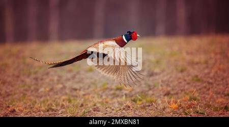 Gemeiner Fasan Phasianus colchicus fliegt hinter dem Weibchen über die Wiese, das beste Foto. Stockfoto