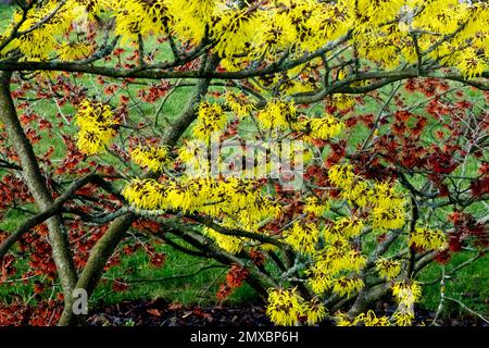 Winter, Sträucher, Hamamelis intermedia, Hexenhashel, Winterblühende Sträucher, Hamamelis Aurora und Pallida gelb-rot blüht im Garten Stockfoto