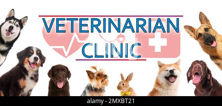 Collage mit verschiedenen süßen Haustieren und Text TIERKLINIK auf weißem Hintergrund. Bannerdesign Stockfoto