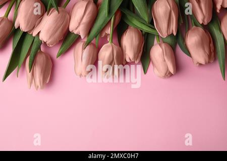 Wunderschöne goldene Tulpen auf pinkfarbenem Hintergrund, flach liegend. Platz für Text Stockfoto