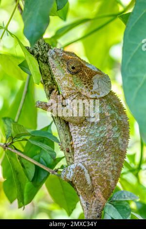 Calumma crypticum, allgemein bekannt als das kryptische Chamäleon oder blaubeinige Chamäleon, Art des endemischen Chamäleons, Reserve Peyrieras Madagaskar exotisch Stockfoto