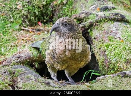 Nahaufnahme eines Kea (Nestor notabilis) vor seinem Nest am Kaka Creek Lookout (Fjordland, Neuseeland) Stockfoto