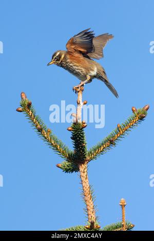 Rotflügel (Turdus iliacus), Erwachsener, der auf einer Fichte gelandet ist, Hauptstadtregion, Island Stockfoto