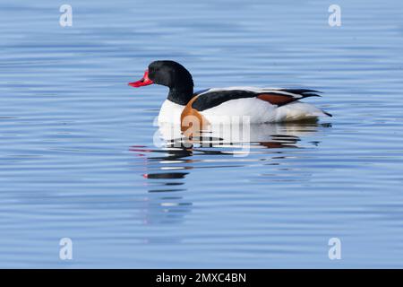 Common Shelduk (Tadorna tadorna), Seitenansicht eines erwachsenen Mannes, der im Wasser schwimmt, Hauptstadtregion, Island Stockfoto