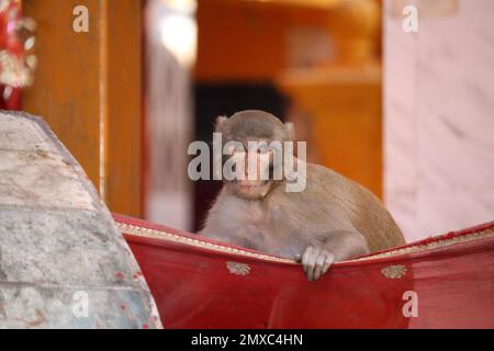 Rhesus macaque (Macaca mulatta) in einem Tempel auf der Suche nach Essen : (Pix Sanjiv Shukla) Stockfoto