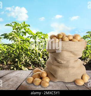 Sack frischer roher Kartoffeln auf Holzfläche auf dem Feld Stockfoto