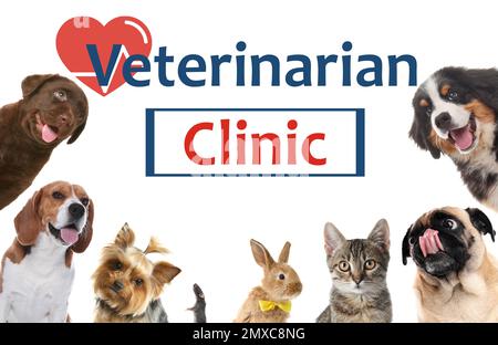 Collage mit verschiedenen niedlichen Haustieren und Text Tierärzteklinik auf weißem Hintergrund Stockfoto