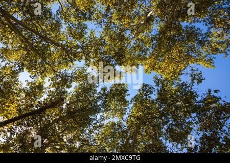 Bäume von unten im Weitwinkelblick. Wald- oder Kohlenstoffnetz-Null-Hintergrundfoto. Bäume im Herbst. Stockfoto