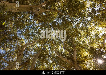 Weitwinkelblick auf Herbstbäume mit Sonne. Äste und Stämme von Bäumen von unten. Stockfoto