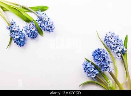 Blütenzusammensetzung mit Fliederhyazinthen. Frühlingsblumen auf weißem Hintergrund. Osterkonzept. Flach liegend, Draufsicht. Stockfoto