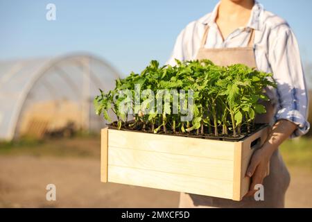Eine Frau, die eine Holzkiste mit Tomatenkeimlingen in der Nähe eines Gewächshauses hält, im Freien, dicht beieinander Stockfoto