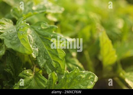 Nahaufnahme von Tomatenkeimlingen mit Wassertropfen auf unscharfem Hintergrund Stockfoto