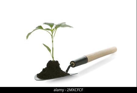 Gartenkelle mit Erde und grünem Pfefferkeim auf weiß isoliert Stockfoto