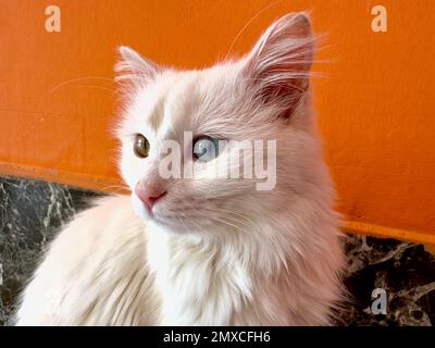 Eine Nahaufnahme eines bezaubernden und wunderschönen weißen, flauschigen Van Cat mit Heterochromie Stockfoto