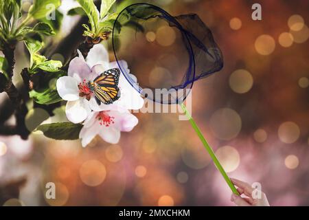 Eine Frau, die Schmetterlinge mit Netzen fängt, an sonnigen Tagen, dicht gemacht Stockfoto