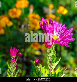 Eine Nahaufnahme einer rosafarbenen Chrysanthemen-Blume, die im Garten im Sonnenlicht wächst Stockfoto
