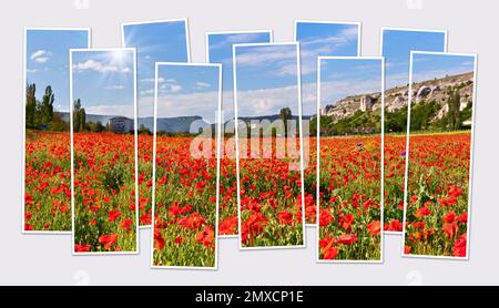 Die berühmten holländischen Windmühlen. Ausblick durch die roten Tulpen auf dem niederländischen Grachten. Kreative Collage. Stockfoto