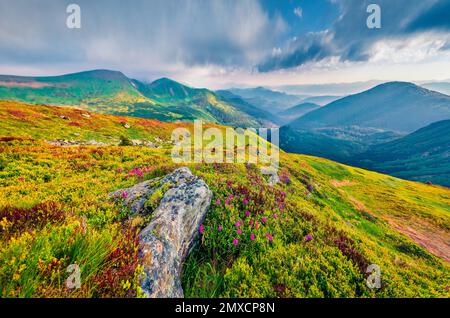 Landschaftsfotografie. Blühende rosa Rhododendron-Blumen auf den Karpaten-Hügeln. Majestätische Sommerszene des Homula Mount, Ukraine, Europa. Wunderschön Stockfoto