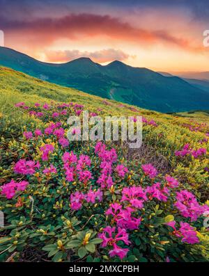 Sagenhafte Sommerlandschaft. Blühende rosa Rhododendron-Blumen auf den Karpaten-Hügeln. Herrlicher Sonnenuntergang im Sommer auf den Karpaten mit Homula Mount Stockfoto