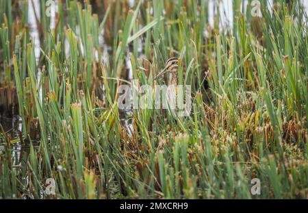 Snipe Gallinago Gallinago getarnt in einem Schilfbett in Slimbridge Gloucestershire UK Stockfoto