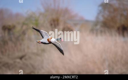 Shelduk Tadorna tadorna landet auf einem See in Slimbridge Gloucestershire uk Stockfoto