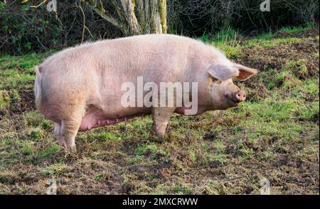 Welsh Pig Sus scrofa domesticus sät frei auf einem Feld in South Wales UK Stockfoto