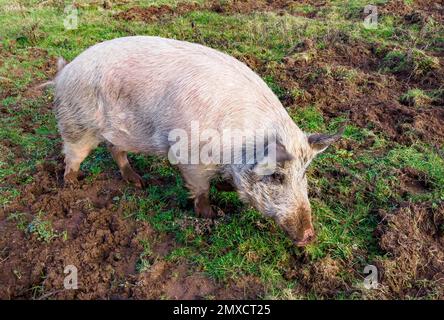 Großes weißes Schwein Sus domesticus mit Bewegungsfreiheit auf einem Feld in South Wales UK Stockfoto