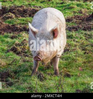 Großes weißes Schwein Sus domesticus mit Bewegungsfreiheit auf einem Feld in South Wales UK Stockfoto