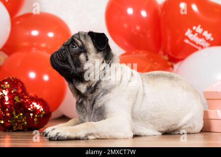 Am Valentinstag sitzt ein süßer Kuschel unter den Herzen. Haustiere, Hunde und ihre Ferien Stockfoto