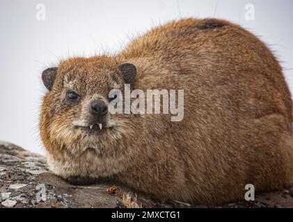 Rock Hyrax oder Dassie - die vermutlich eine gemeinsame Abstammung mit dem Elefanten hatten - auf dem Gipfel des Tafelbergs über Kapstadt Südafrika Stockfoto