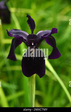 Single Black-Violet Iris Chrysographes „Black-Flowered“ (Black Iris) Blume, die bei RHS Garden Harlow Carr, Harrogate, Yorkshire, England, Großbritannien, angebaut wird. Stockfoto