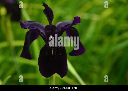 Single Black-Violet Iris Chrysographes „Black-Flowered“ (Black Iris) Blume, die bei RHS Garden Harlow Carr, Harrogate, Yorkshire, England, Großbritannien, angebaut wird. Stockfoto