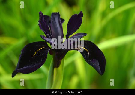 Single Black-Violet Iris Chrysographes „Black-Flowered“ (Black Iris) Blume, die bei RHS Garden Harlow Carr, Harrogate, Yorkshire, England, Großbritannien, angebaut wird. Stockfoto