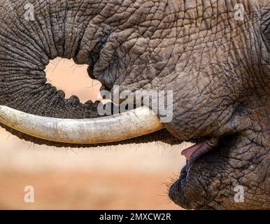 Aus nächster Nähe sehen Sie einen afrikanischen Elefanten, der seinen Rüssel benutzt, um aus einem Wasserloch im Tsavo-Nationalpark Kenia zu trinken Stockfoto