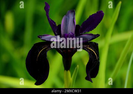 Single Black-Violet Iris Chrysographes „Black-Flowered“ (Black Iris) Blume, die bei RHS Garden Harlow Carr, Harrogate, Yorkshire, England, Großbritannien, angebaut wird. Stockfoto