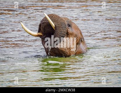 Afrikanischer Elefant, der ein verspieltes Bad in einem Wasserloch im Tsavo-Nationalpark Kenia genießt Stockfoto