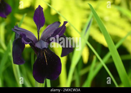 Single Black-Violet Iris Chrysographes „Black-Flowered“ (Black Iris) Blume, die bei RHS Garden Harlow Carr, Harrogate, Yorkshire, England, Großbritannien, angebaut wird. Stockfoto