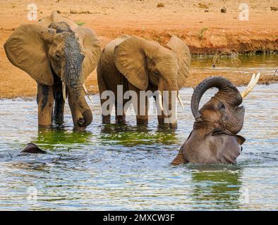 Afrikanische Elefanten genießen ein verspieltes Bad in einem Wasserloch im Tsavo-Nationalpark Kenia Stockfoto